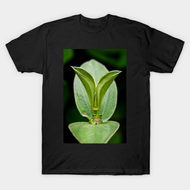 THE FROG KING - Dwarf Tree Frog T-Shirt by AndrewGoodall